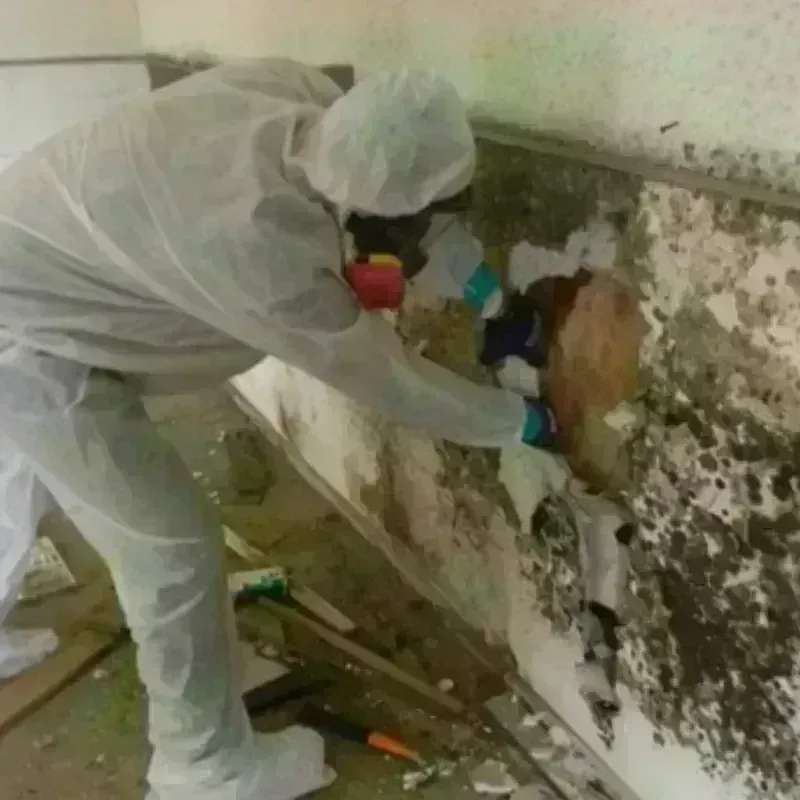 Mold Remediation and Removal in Cookeville, TN